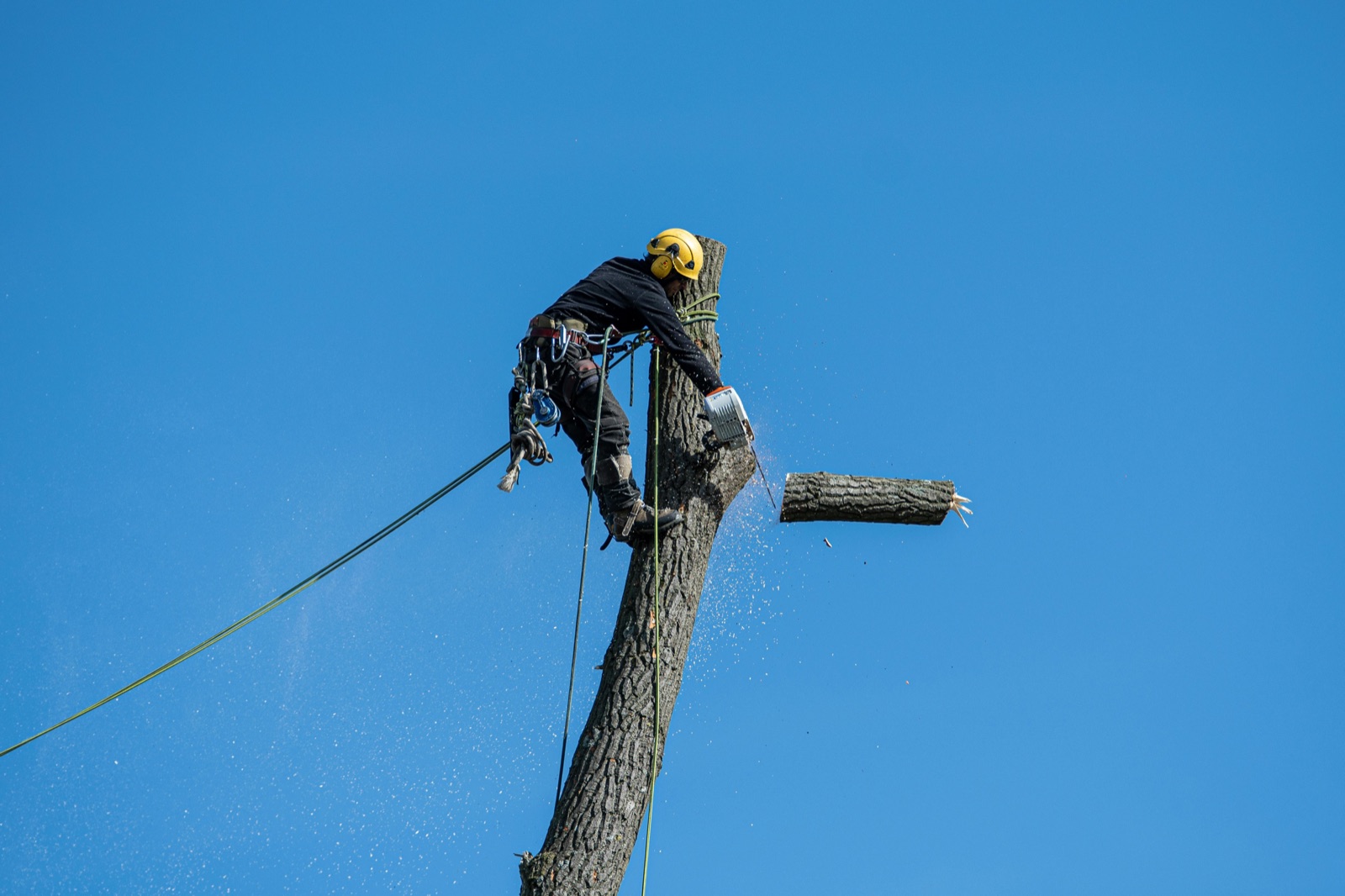 Arborist solution